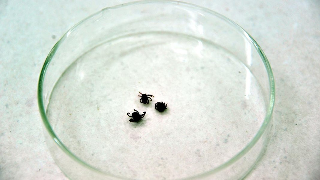 Kene bir can daha aldı: Çorum'da tedavi gören kişi hayatını kaybetti