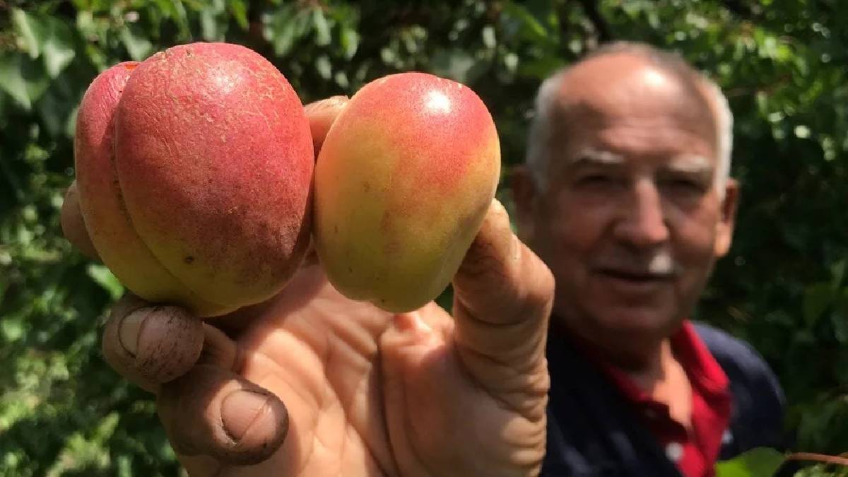 Kurusu yaşından pahalı oldu! Tazesi 100 TL’ye satılırken, kurusu 1000 TL’yi aştı: Fiyatlar yine el yakıyor!