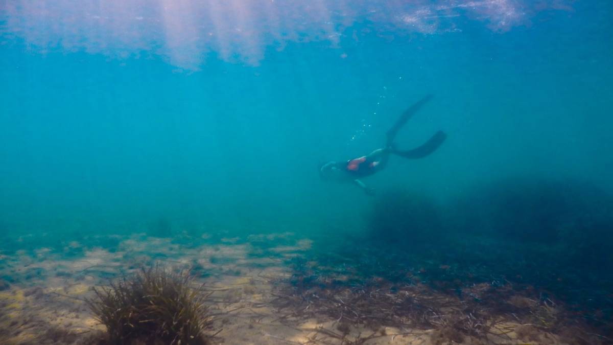 Deniz dibi temizliği Turgutreis’te devam etti