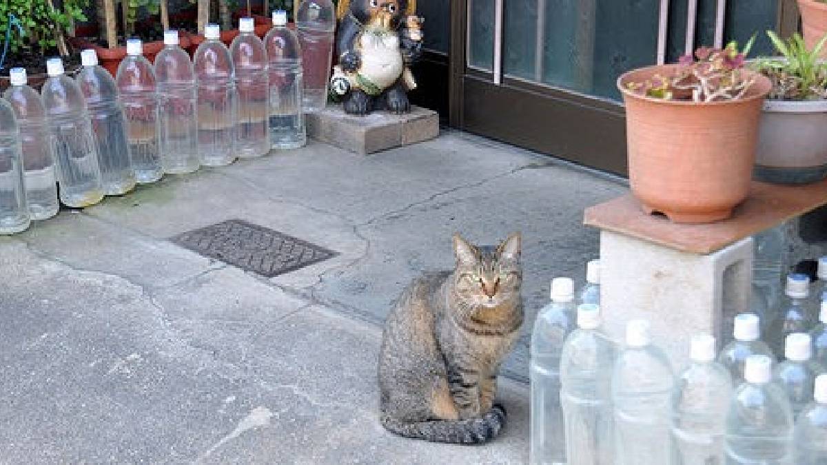 Eskiden herkes yapardı, şimdi tarihe karıştı! Dış kapının önüne pet şişe koymak ne işe yarıyor? İşte geleneksel koruma yöntemi