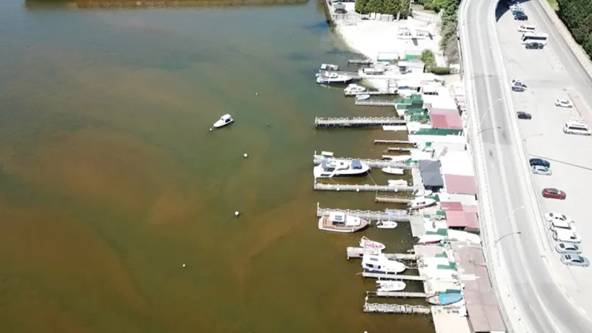 İzmit Körfezi'nde deniz kahverengiye döndü