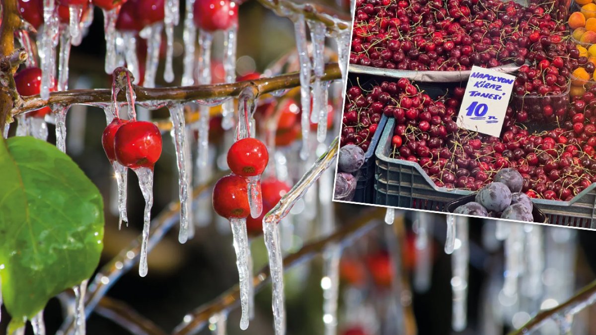 Meyve fiyatları, enflasyon ve zirai donun etkisiyle rekor seviyede: Kirazın kilosu 500, tanesi 10 lira oldu