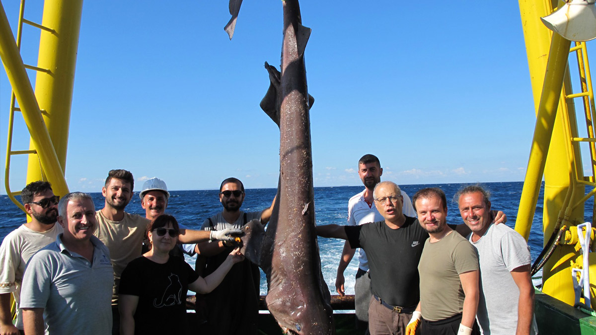 Oksijen seviyesi düştü: Marmara'da köpek balıkları tehdit altında...