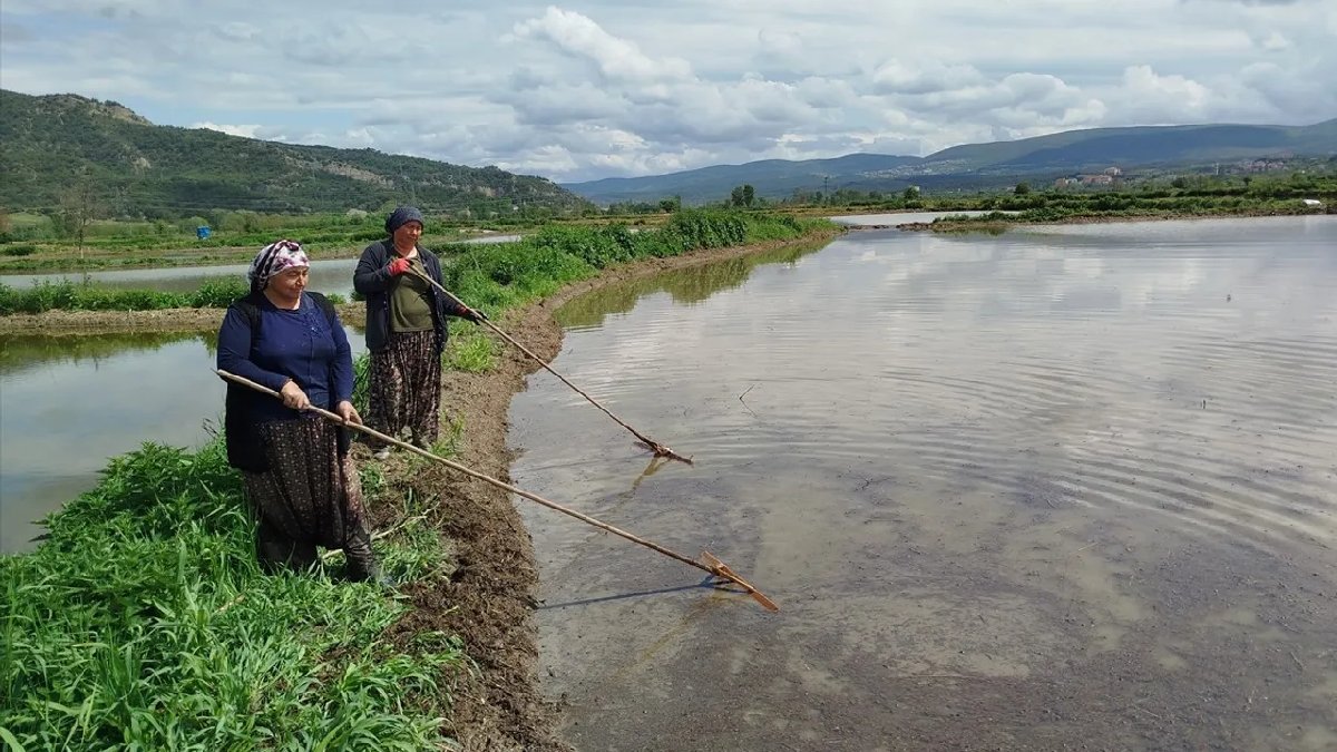 Üç gün boyunca dinlendiriliyor sonra ekiliyor! 26 köyü zenginleştiriyor, üretimi bereketi getiriyor