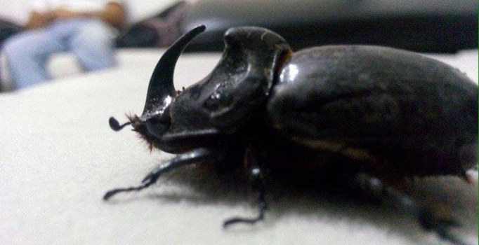 Gergedan böceği ünlü oldu