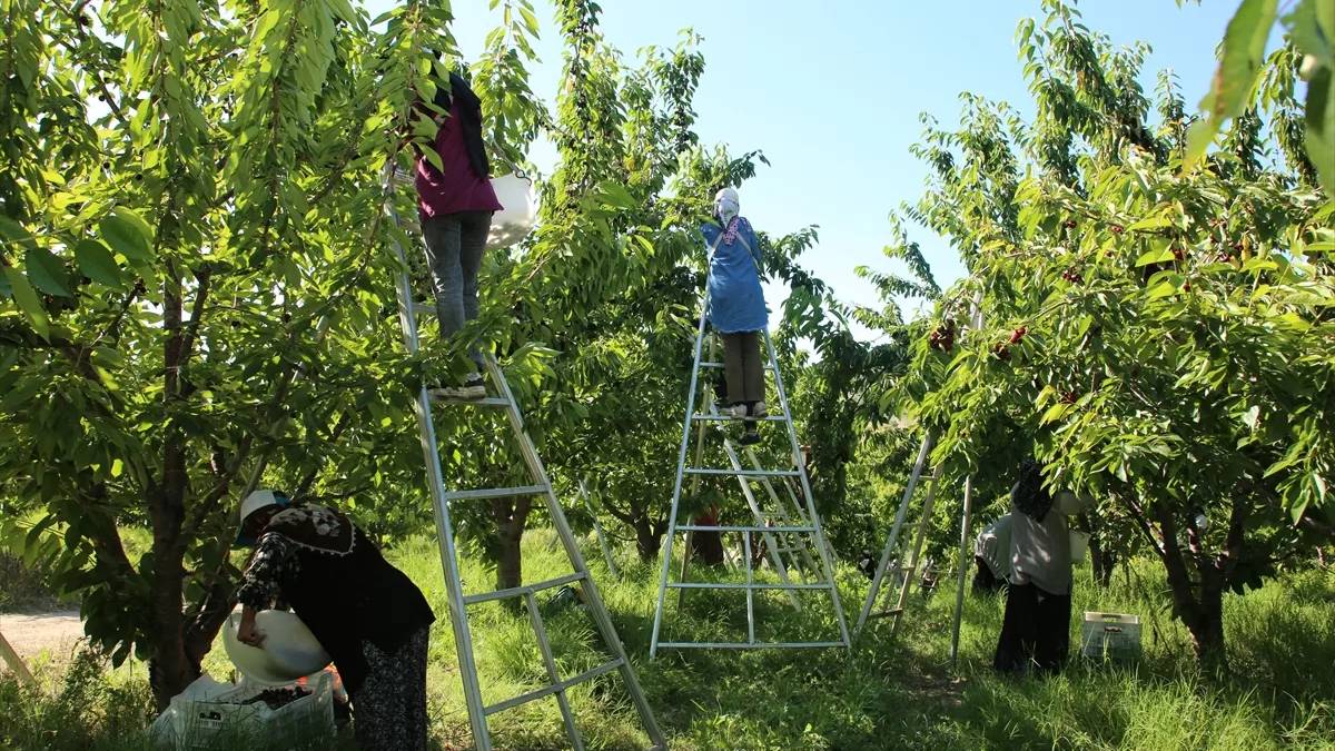 Masum gibi görünüyor ama zehir saklıyor! Bu meyvelerin çekirdeğine dikkat: Doğal olması sizi aldatmasın…