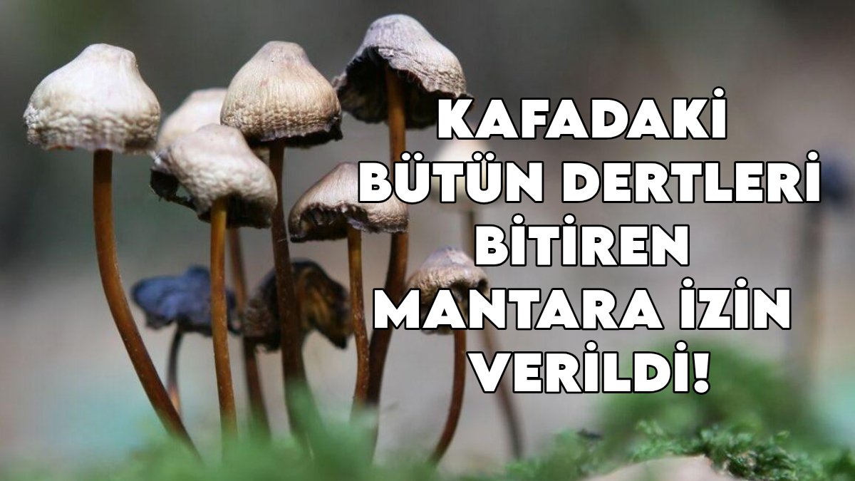 Tıpta çığır açan karar: Dünyada bir ilk! Kafadaki bütün dertleri bitiren mantara izin verildi