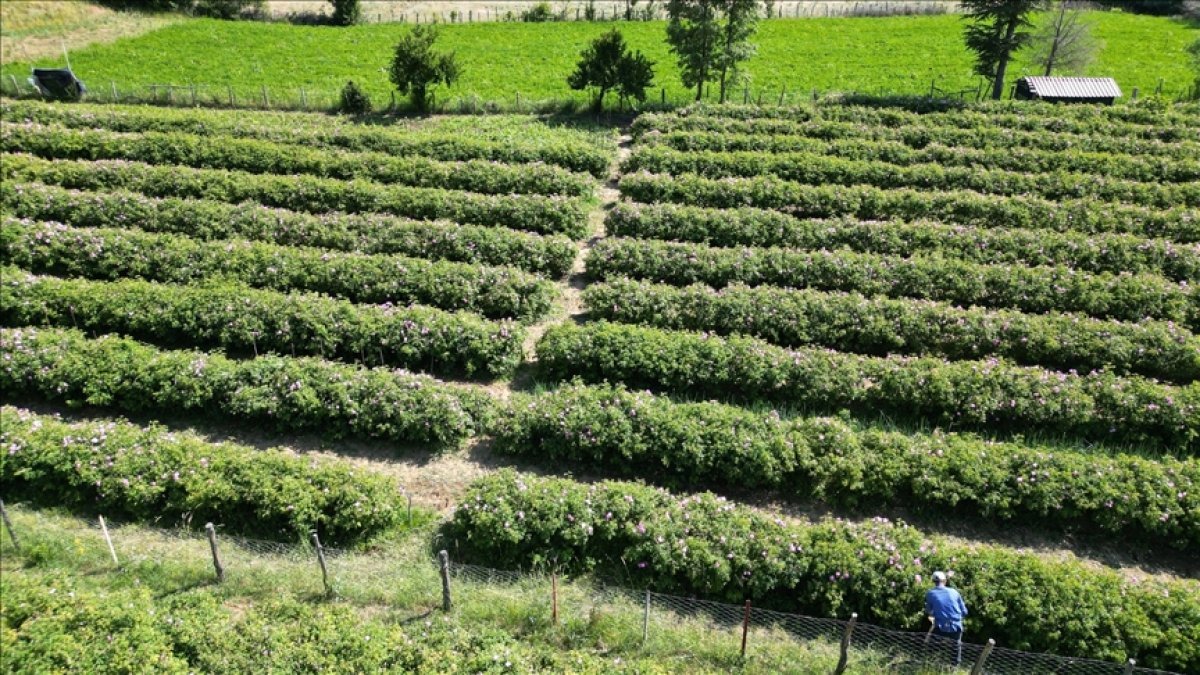 Sabah erken kalkıp topluyorlar! Dünyanın ihtiyacının yüzde 60'ını karşılıyor: Üretimin kalbi resmen o ilimizde atıyor:
