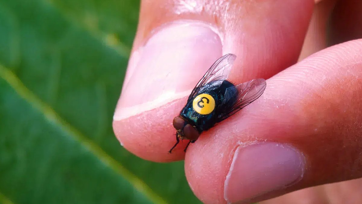 Halk sağlığı alarmda: Etçil sinek yeniden yayılıyor