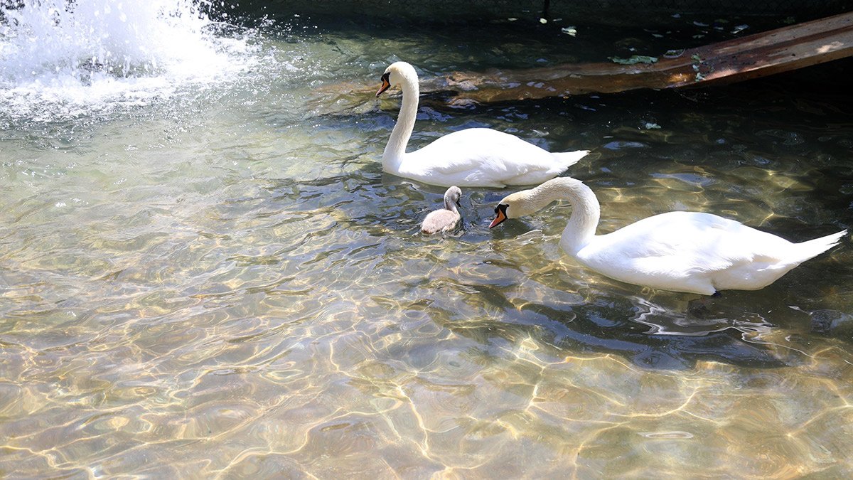 Kuğulu Park’ta 15 yıl aradan sonra beyaz kuğu dünyaya geldi