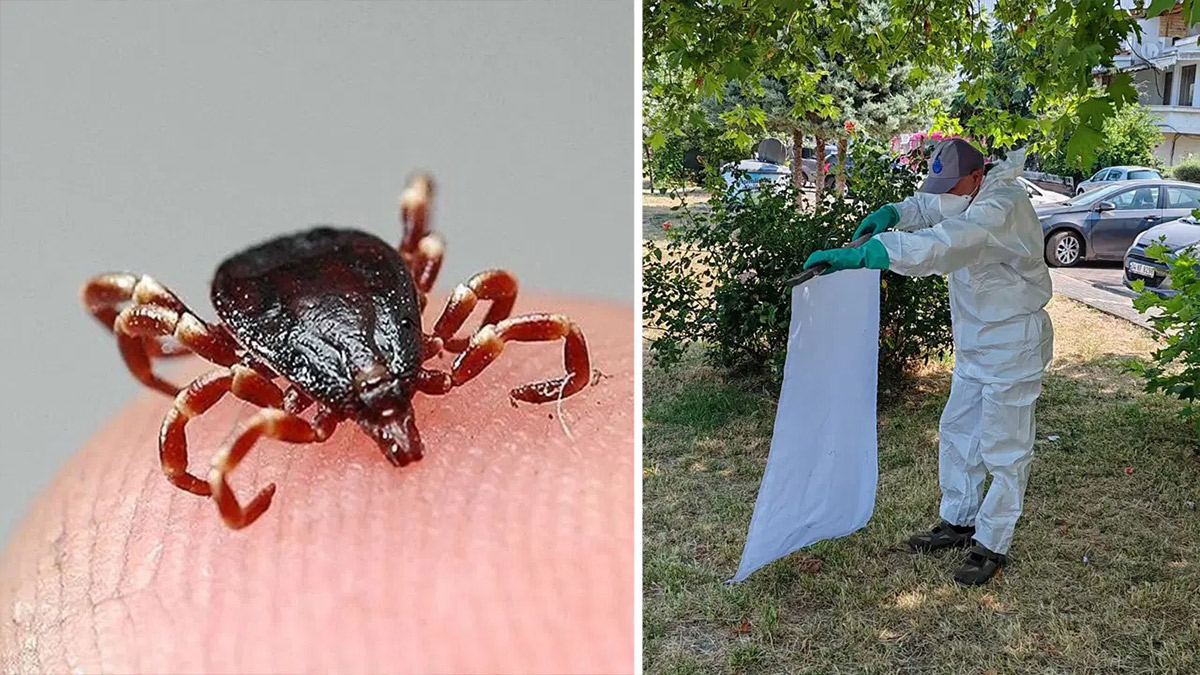 İBB’den kenelere karşı yaz mesaisi: Sahada aktif mücadele sürüyor