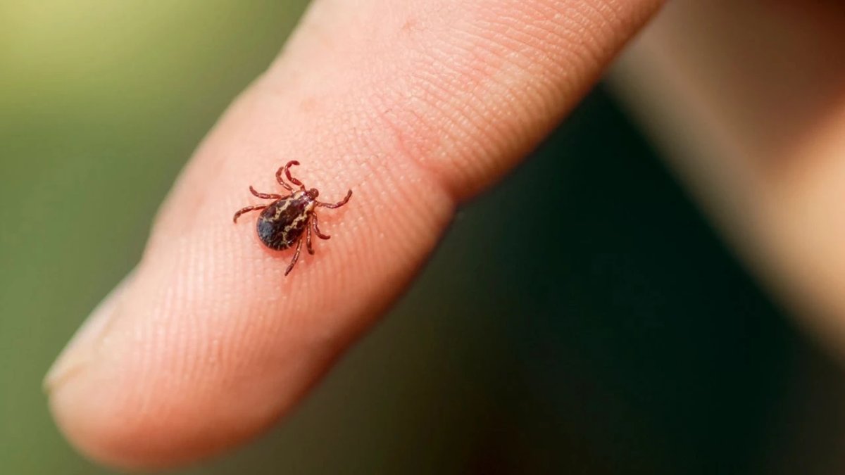 Kenelerin en çok tercih ettiği kan grubu belli oldu