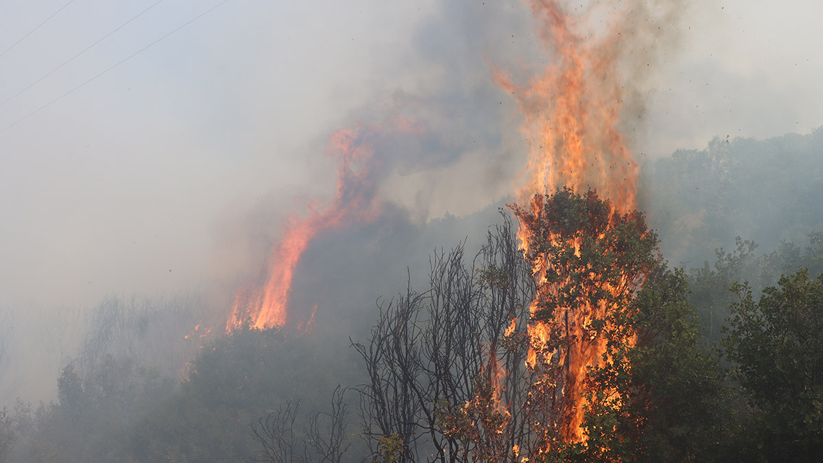 Manisa'da orman yangını! Kontrol altına alındı