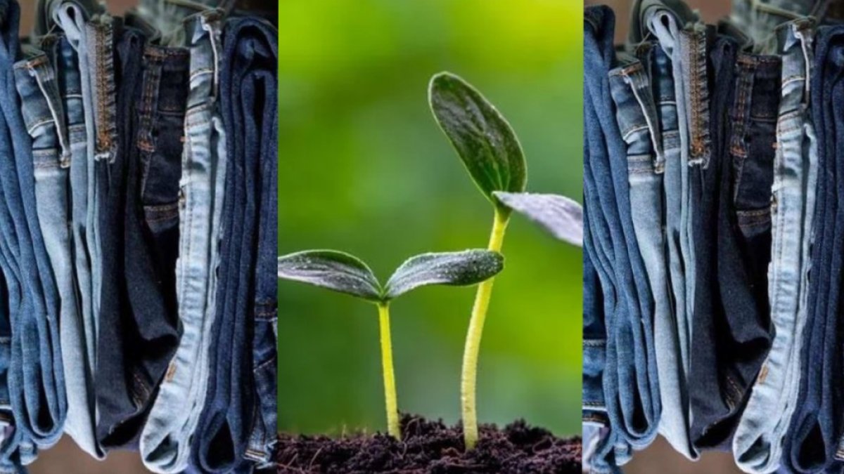 Eski pantolonlarınızı atmayın! Bahçıvanlar bu yöntemi kullanıyor: Kot pantolon ile tohum çimlendirme yöntemi...