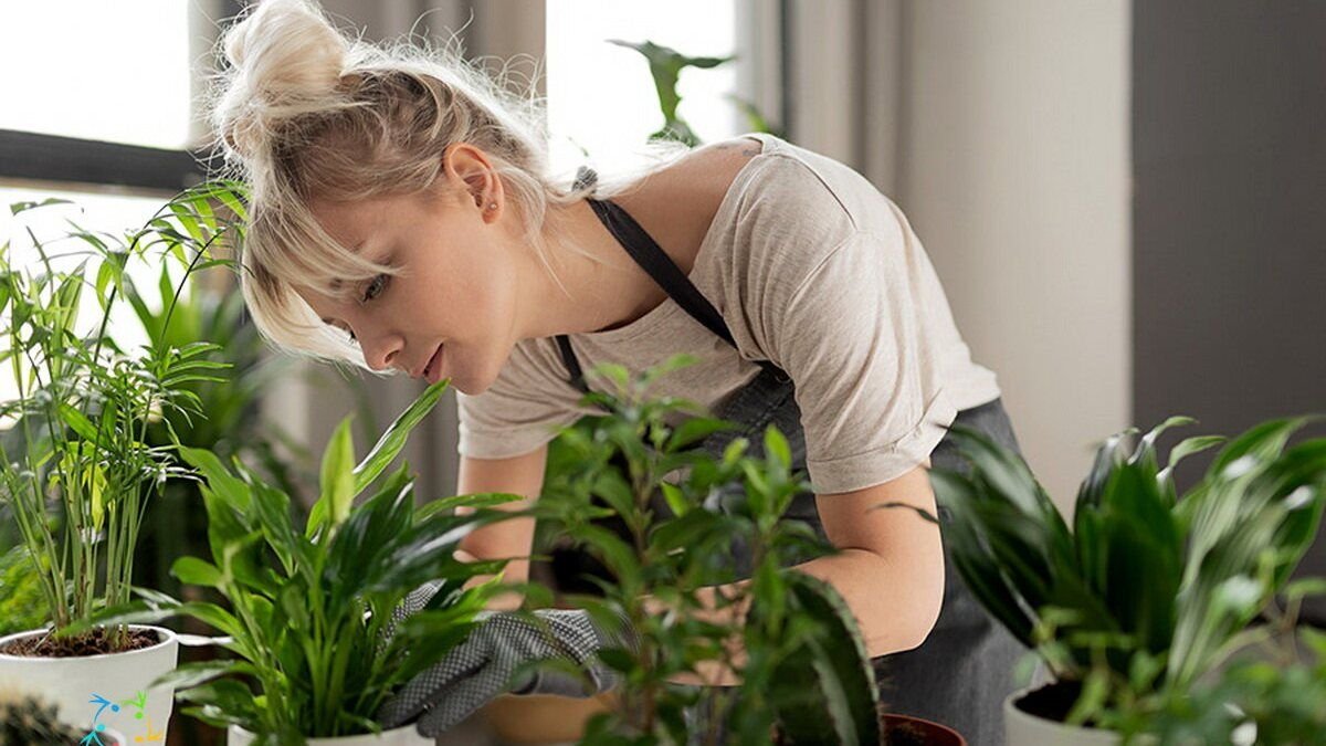 Bu oda bitkisi gözleri dinlendiriyor! Sadece dekor değil, göz yorgunluğuna doğal çözüm olabilir