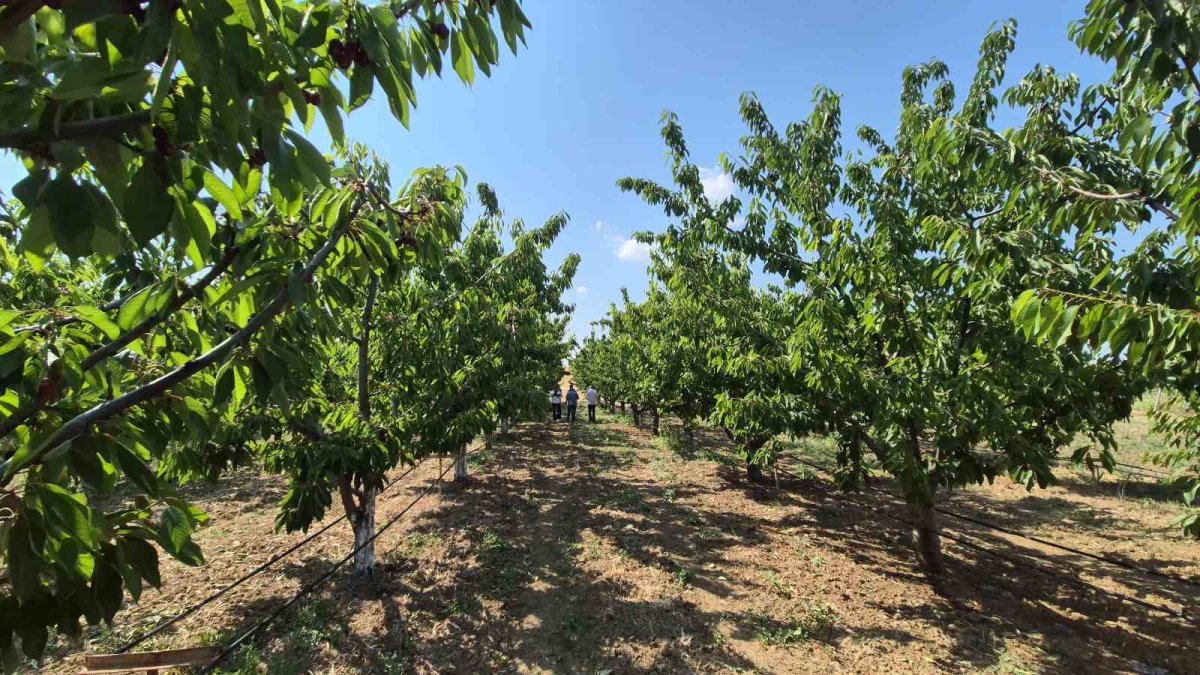 Don o ilçemizi vurmadı rekolte arttı! Kiraz onların yüzünü güldürdü: Hem rekolte yüksek hem fiyatlar rekor