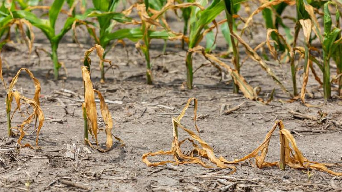 Temmuz sıcakları tarımı vurdu: ​​​​​​​Nohuttan zeytine yüzde 40’a varan kayıp bekleniyor