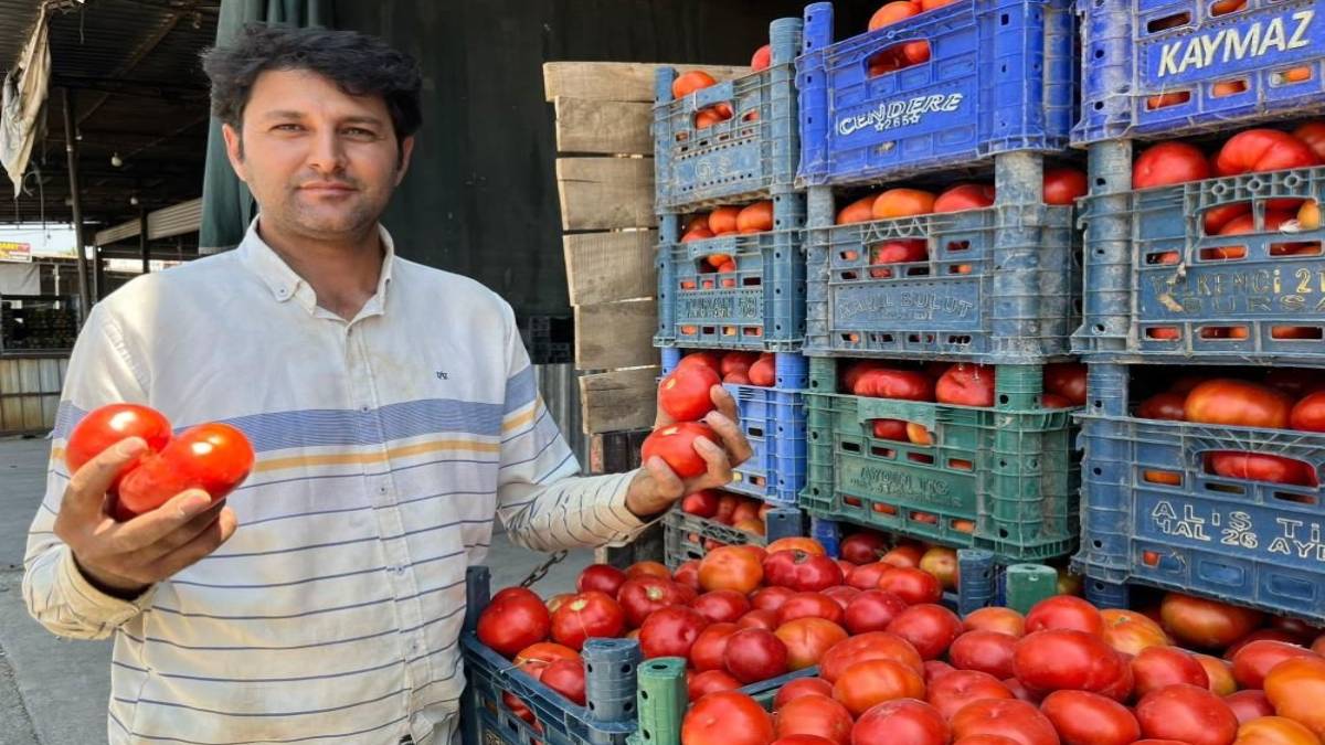 Hasreti bitti, o mis kokulu domates tezgâha düştü! Yılın ilk yerli tarla domatesi çıktı, işte fiyatı