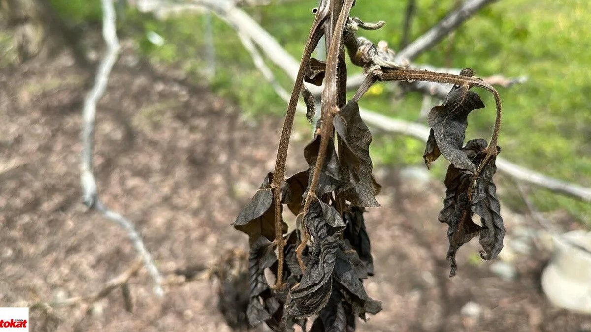 Tokat’ta zirai don felaketi: Meyve üreticileri bu yıl hasat yapamadı