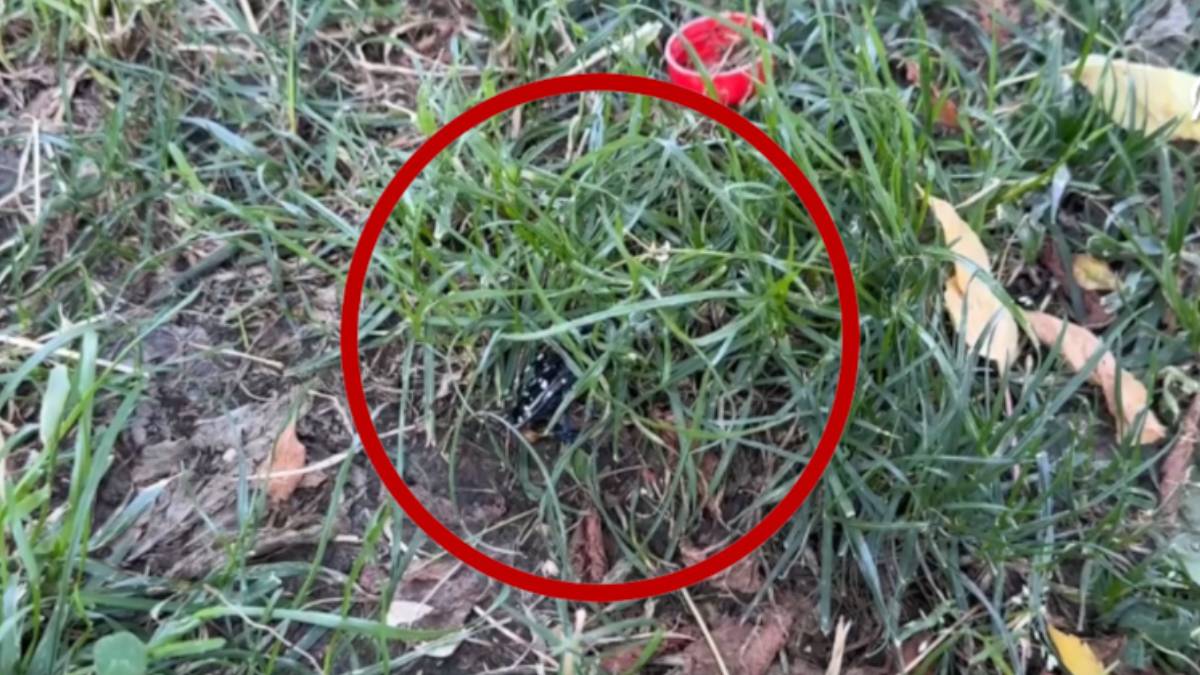 İstilacı tür 11 yıl sonra İstanbul'da yeniden görüldü: 2 ilçe diken üstünde!