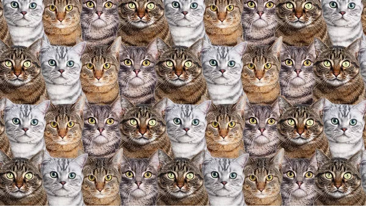 Kedilerin arasında gizlenen köpeği bulabilir misin? 950 kişiden sadece 12’si başarılı oldu: Kendine güveniyorsan başla