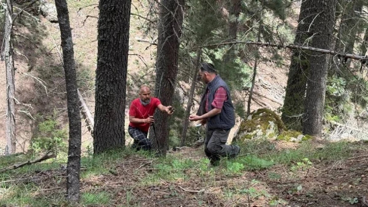 Kendi kendine yetişiyor, dağların eteğinden toplanıyor! Sadece Nisan ve Mayıs’ta toplanıyor, kilosu 900 TL’den satılıyor