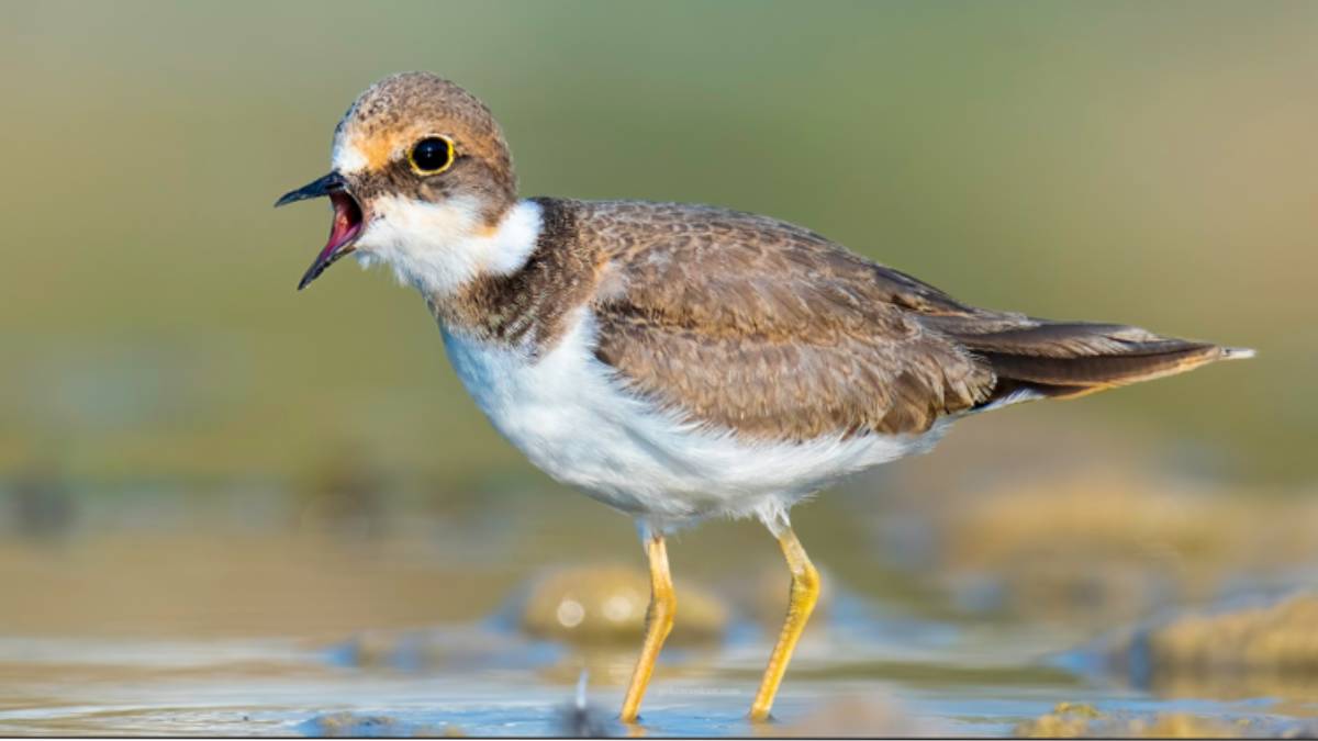 Bilim Kurulu’nun titiz çalışmaları sonuç verdi: Boğaçayı’nda 220 kuş türü gözlemlendi