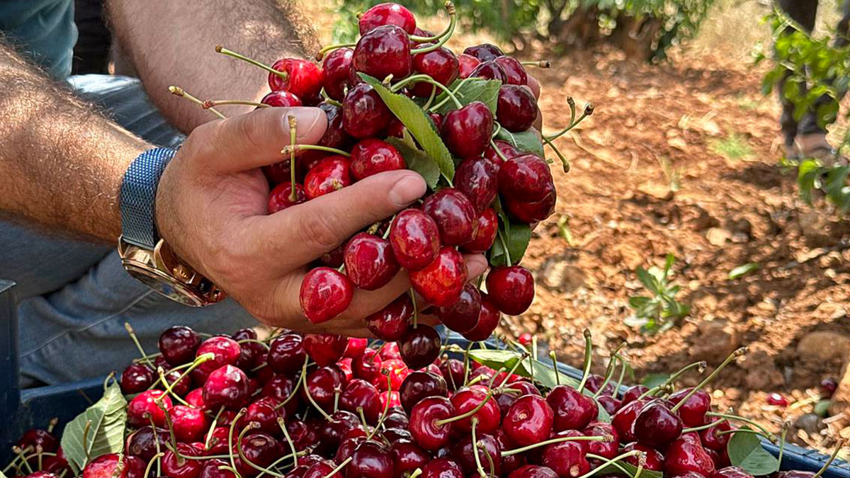 Güneydoğu'dan dünyaya: Napolyon kirazının inanılmaz yolculuğu! Sadece bir meyve değil; bu kirazlar umudun simgesi