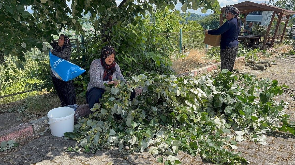 Faydası saymakla bitmiyor hasadı çokça kazandırıyor! Kilosu 3.000 TL'ye satılıyor yolda bulan kışa stokluyor