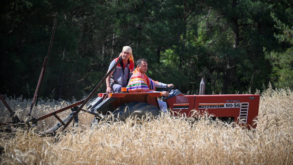 5 tonluk buğday yerel üreticiye nefes olacak