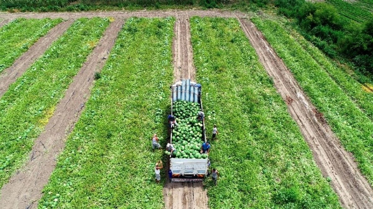 Yüzde 92’si su, ama etkisi etkisi yüzde 100! Serinletiyor, bağışıklığı güçlendiriyor, kalbe şifa dağıtıyor…