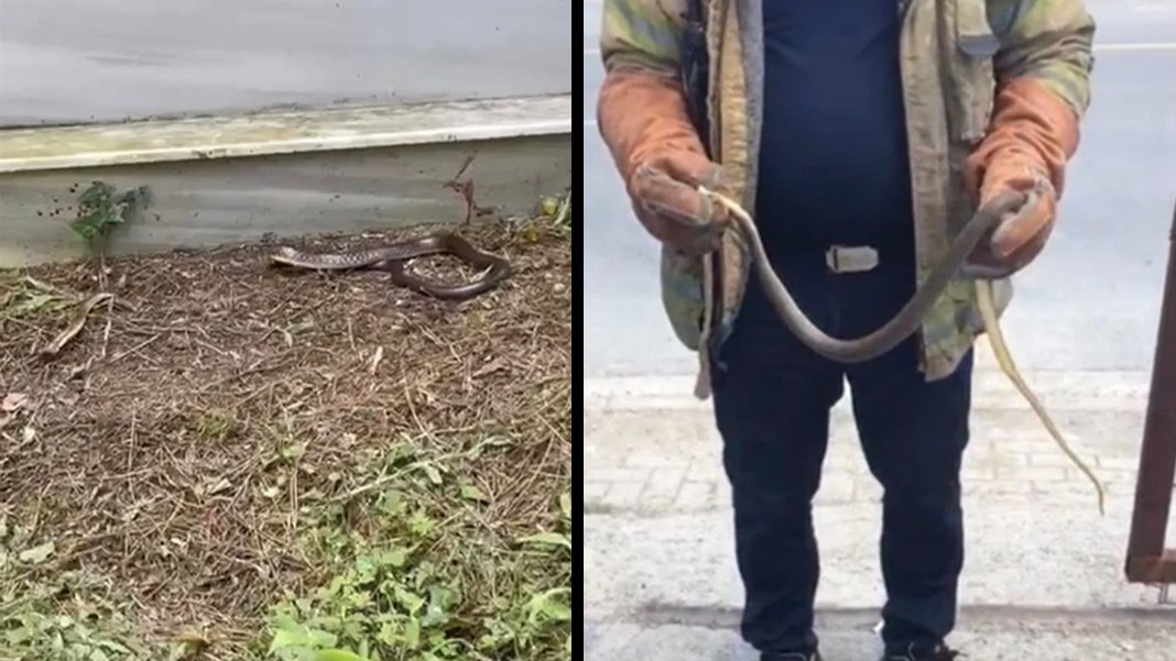 İstanbul’da yılan endişesi: Uzmanlardan uyarı geldi