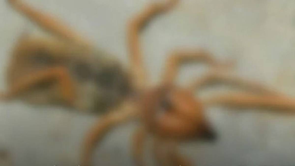 Ankara'da 'Sarı Ömer' alarmı! Arabanın içinden çıkan dev örümcek paniğe neden oldu: Peki insan eti yiyor mu?