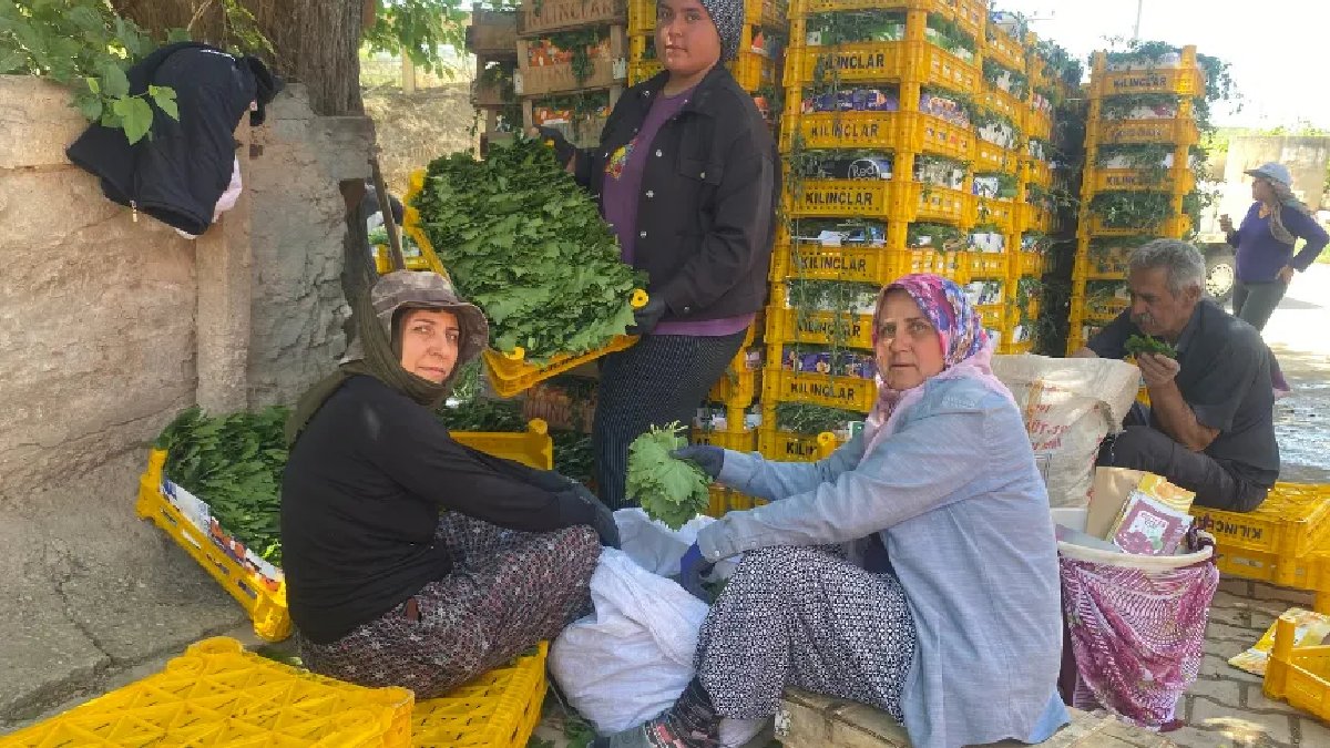 Asla masraf çıkarmıyor, meyvesinden yaprağına kadar kazandırıyor! Kilosu 70 TL’den satılıyor, Yaprakbank'ta toplanıyor