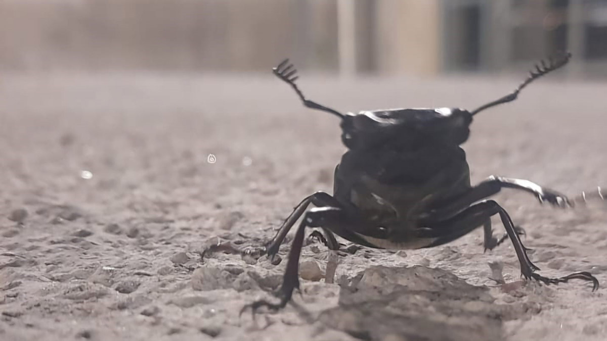 Tunceli'de görülen bu böceğe zarar vermenin cezası 557 bin lira