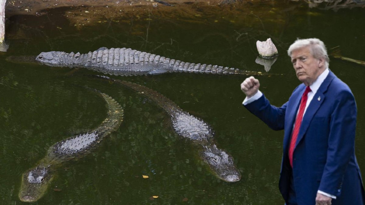 Trump’ın bataklık ortasındaki göçmen kampı: Kaçanları timsahlar ve yılanlar bekliyor