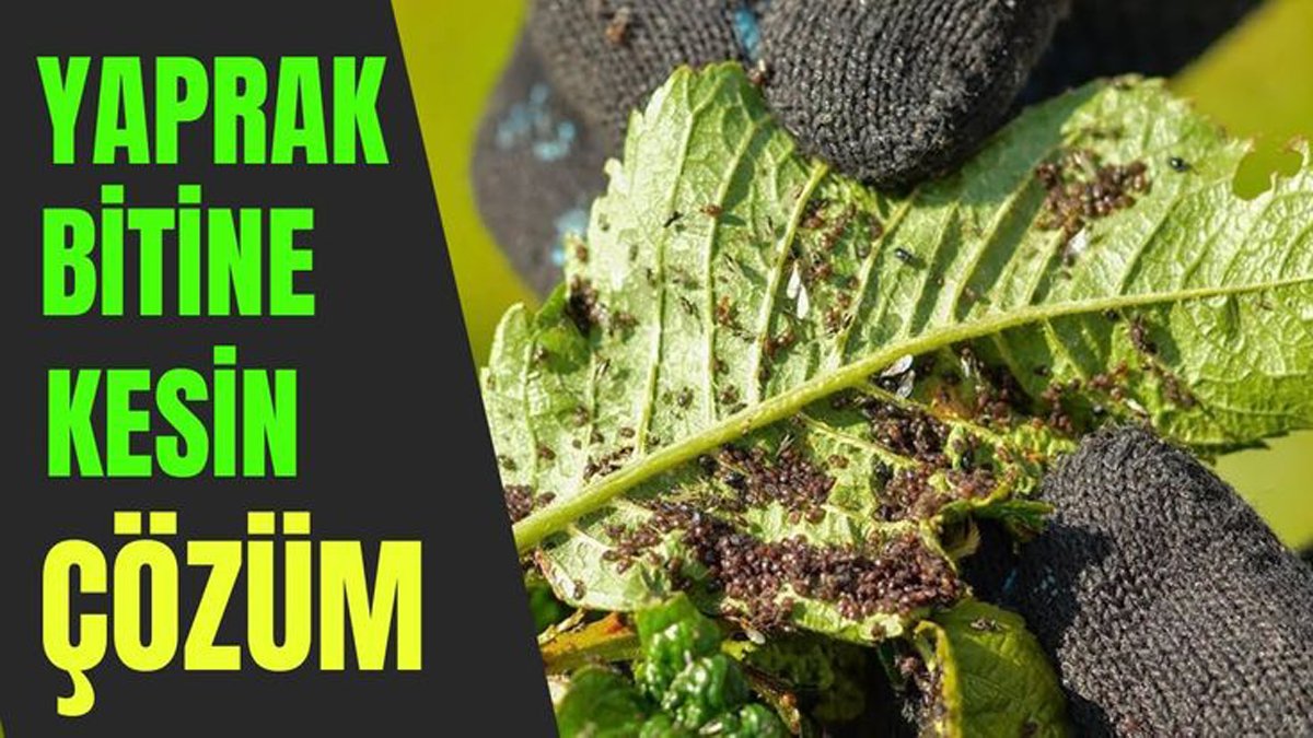 Bahçede, balkonda, saksıda fark etmez! Sadece 2 malzemeyle hazırlanan bu karışım yaprak bitlerine anında son veriyor