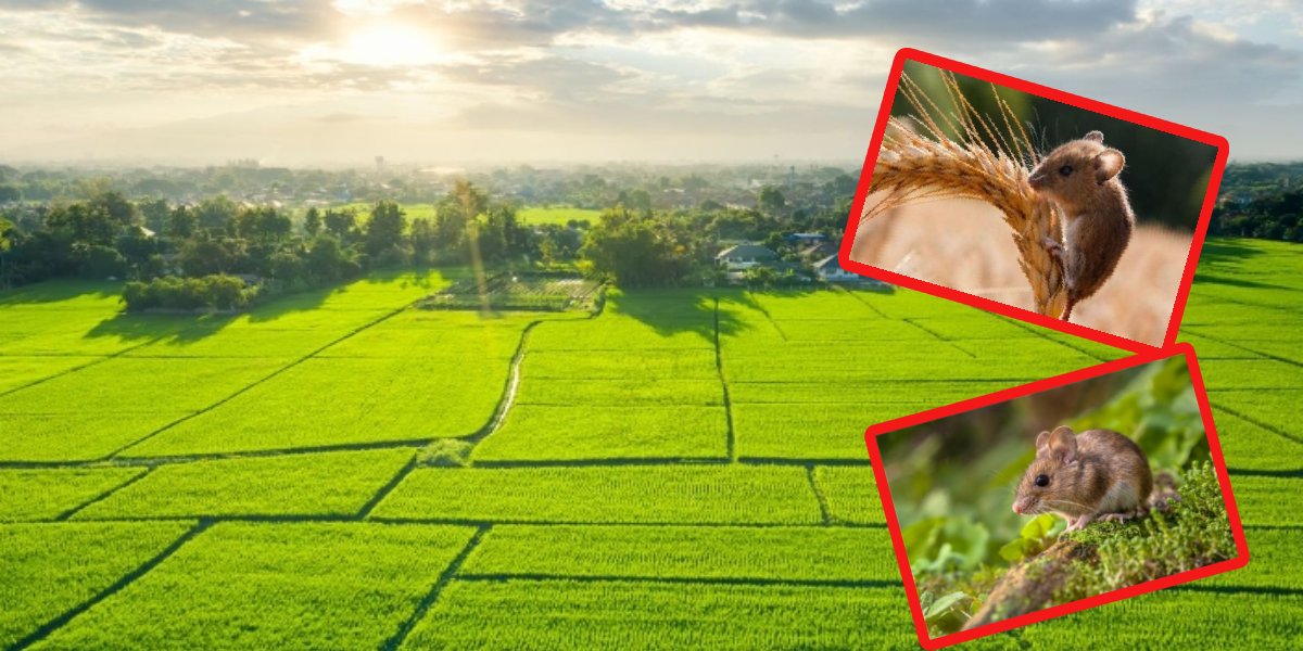 Toprağa gömen bir daha fareye rastlamayacak! Anında yollarını değiştiriyorlar