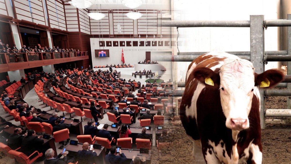 İneklere gaz çıkardıkları için ceza mı kesilecek? TBMM'yi karıştıran kanun