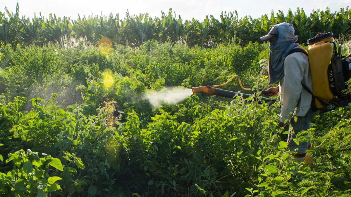 O tarım ilacı büyük tehlikenin habercisi! Mantarlar direnç kazanıyor: Tedaviler etkisiz hale gelebilir