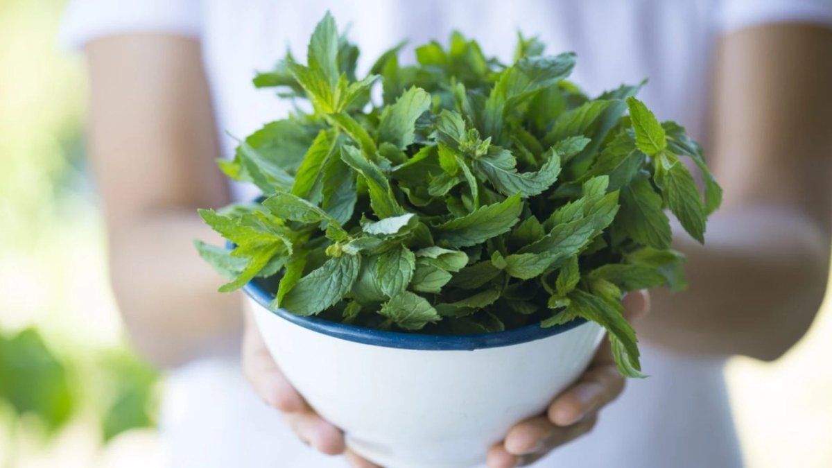 Türkiye'deki nanelerde klorpirifos alarmı: 'Ciddi risk' gerekçesiyle ihraç ürünü reddedildi