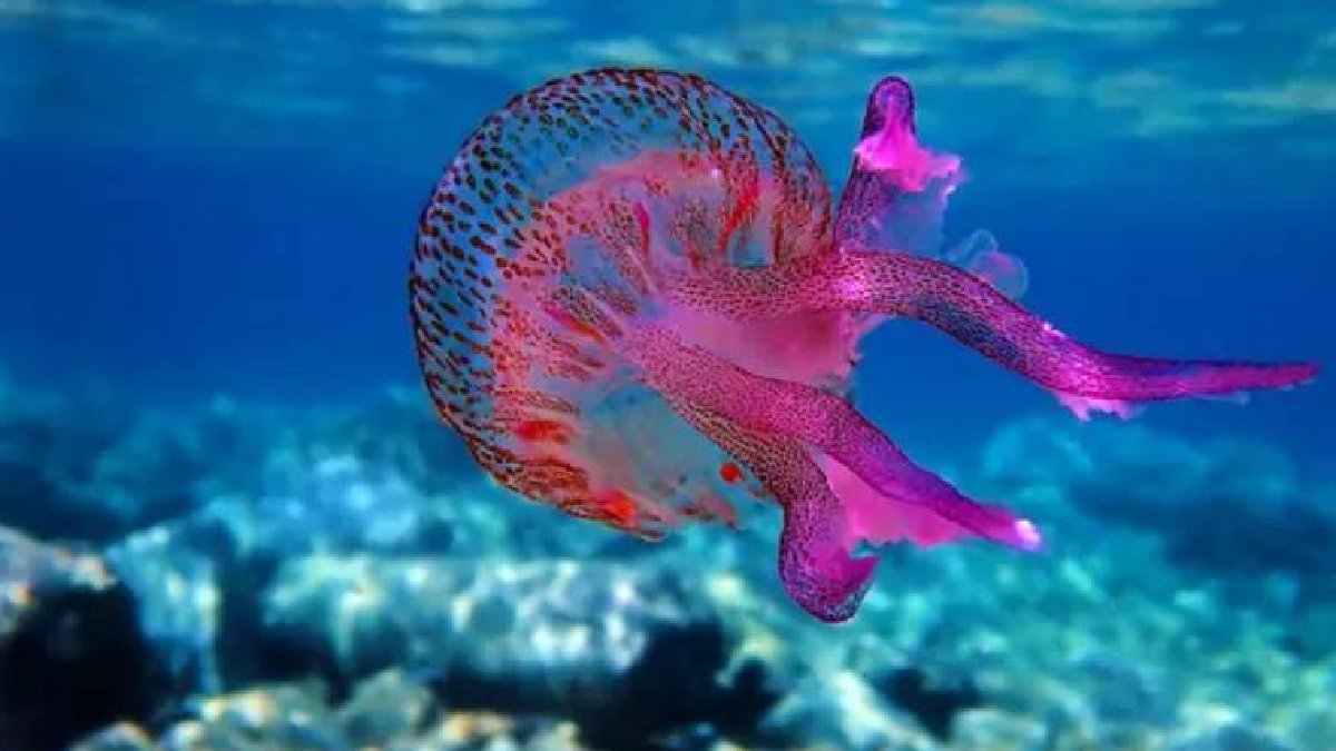 Ege'de mor denizanası tehlikesi: Bodrum açıklarında görüldü