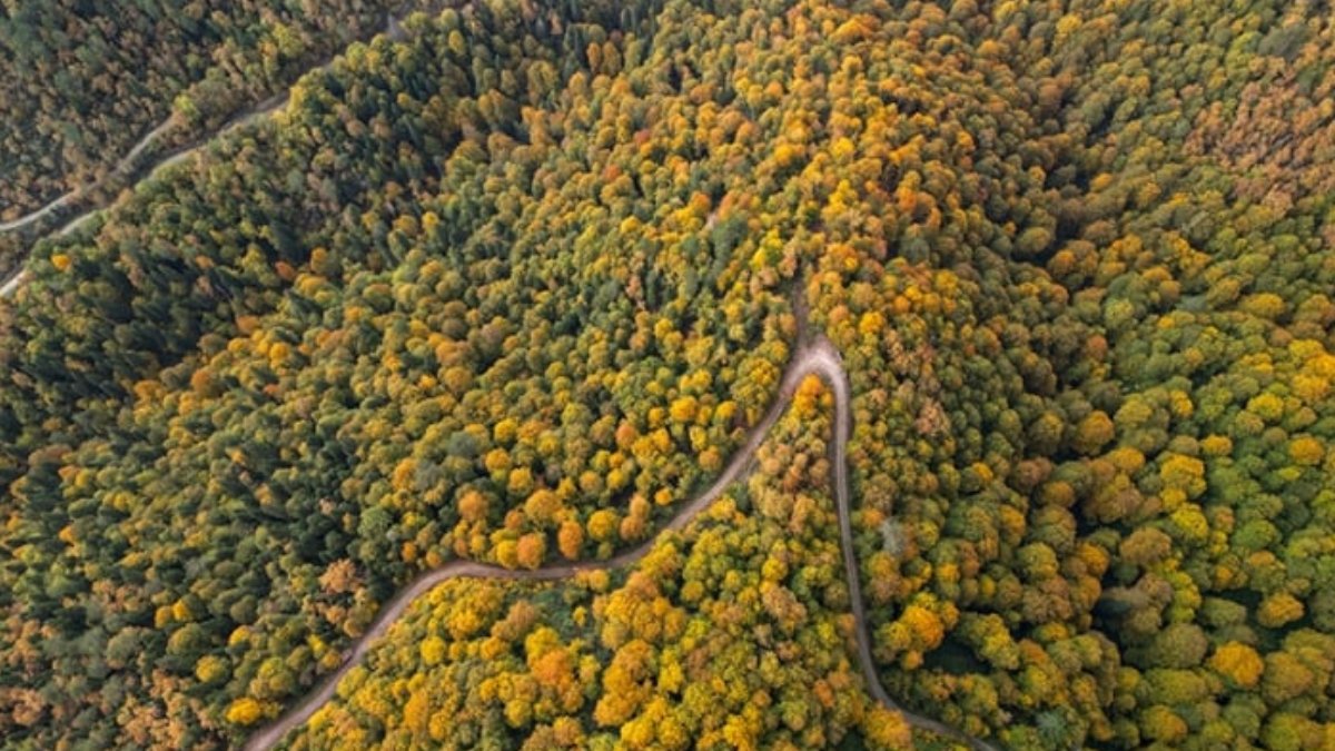 Zonguldak'ta ormanlık alanlara girişler yasaklandı