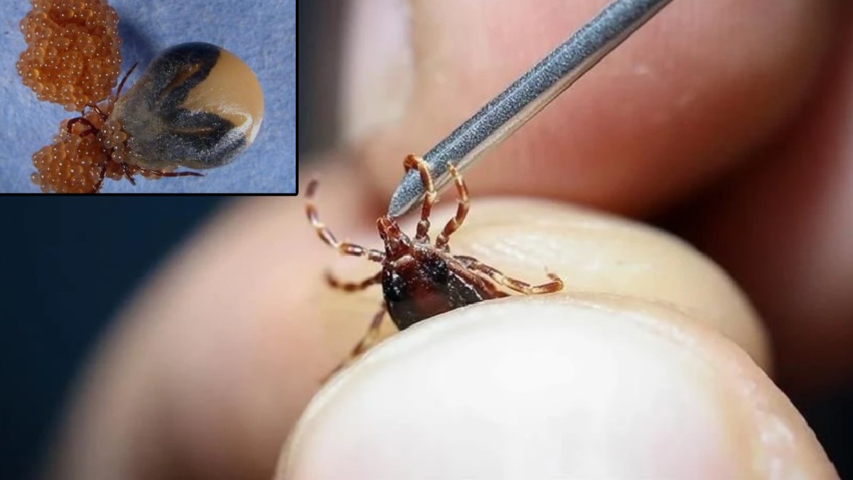 Yaz sıcaklarıyla birlikte vakalar patladı: 1 kene 10 bin yumurta bırakıyor