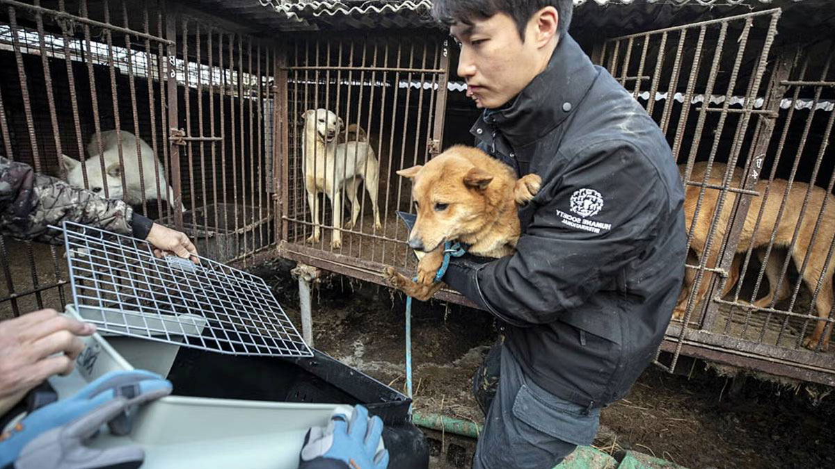 Köpek eti yasağı Güney Kore'de krize yol açtı! Binlerce yetiştirici ve 500 bin köpek ne olacak?