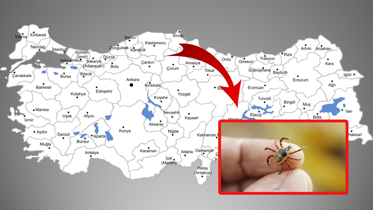 O şehirlere gidecekler dikkat! Kene vakaları artıyor, en büyük risk o illerde bulunuyor!