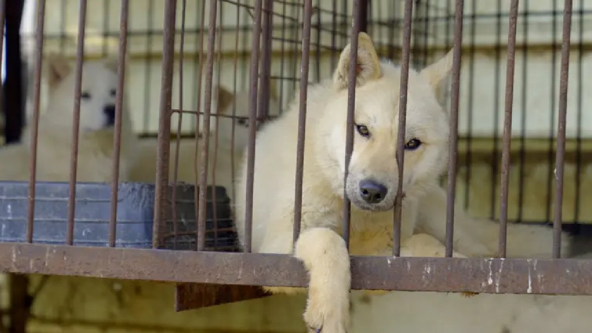 Güney Kore’de köpek eti yasağı sonrası kriz büyüyor