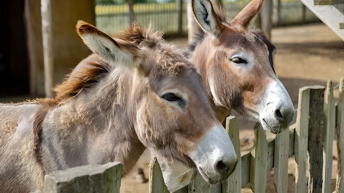 Datça'da eşek krizi: Onlar bizim misafirimiz! Bölgenin en meşhur sakinleriydi