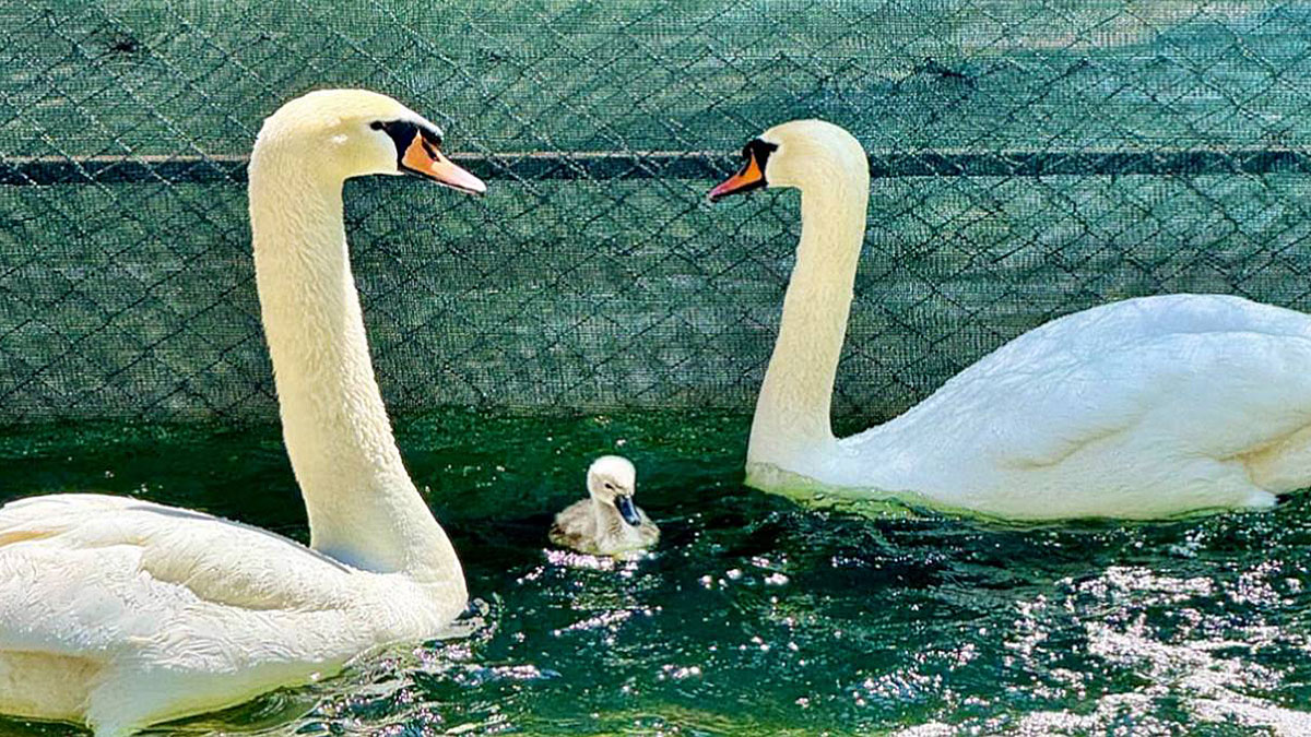 Kuğulu Park'ta 15 yıl aradan sonra ilk beyaz kuğu yavrusu! Adı, vatandaşların oylarıyla belirlendi