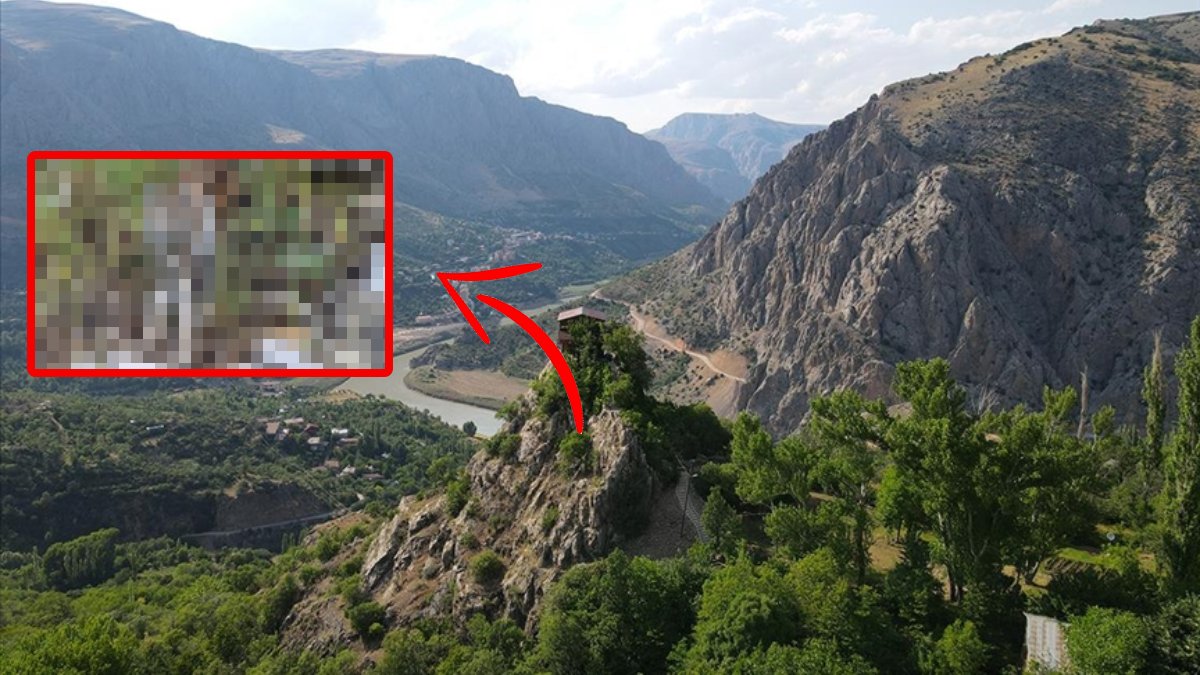 Kırmızı listede yer alıyordu…  'Orman Hayaleti' Erzincan’da görüldü